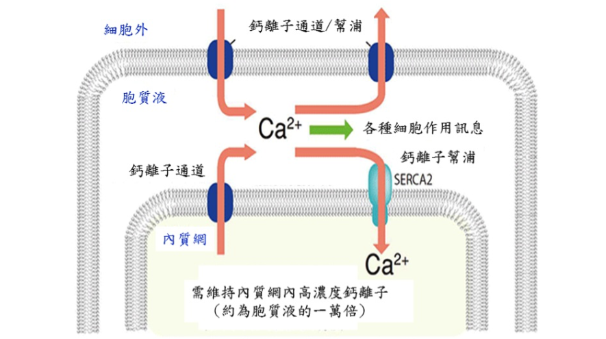 美安先生-美安-細胞內鈣離子濃度調節